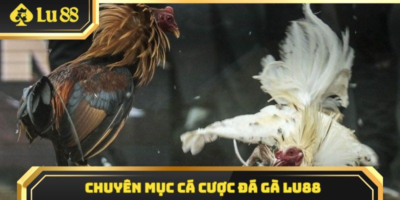 Chuyên mục cá cược đá gà Lu88